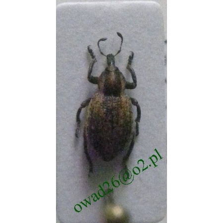 Hypera postica (Gyllenhal, 1813) Ziołomirek lucernowy